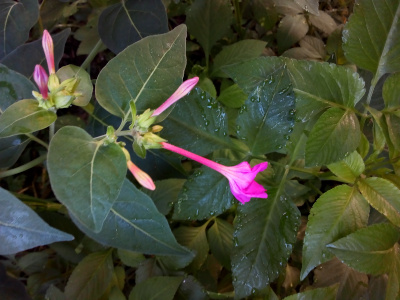 [This plant has large dark-green leaves which extend along the entire branch. At the end of each branch is a grouping of blooms. The blooms are purple-pink and have a long tube which has a petalled section at the end. The petals are mostly joined so it is more like a cupping than a flat bloom.]